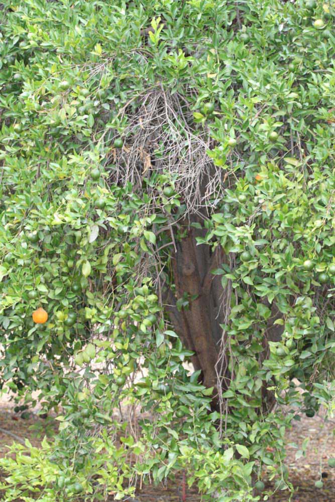            Habit (Riverside, CA)   